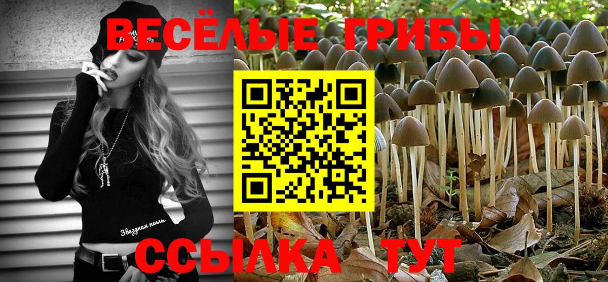 Галлюциногенные грибы GOLDEN TEACHER  Вход с VPN  Тамбов  Галлюциногенные грибы Psilocybine cubensis 